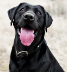 Picture for category Canine